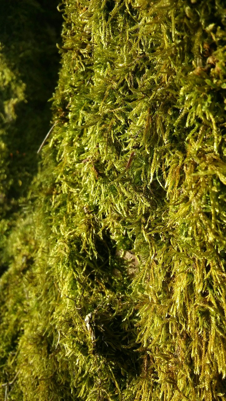 Moss