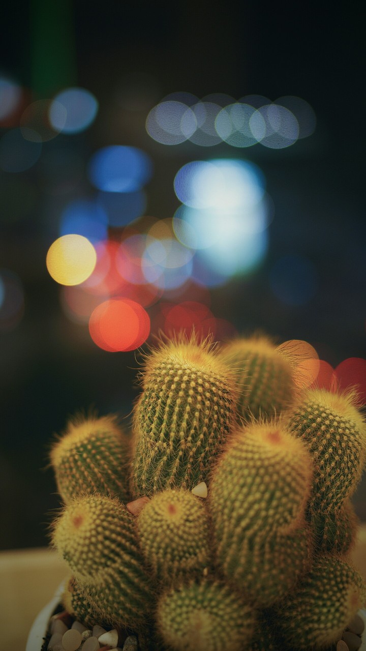 cactus..!!