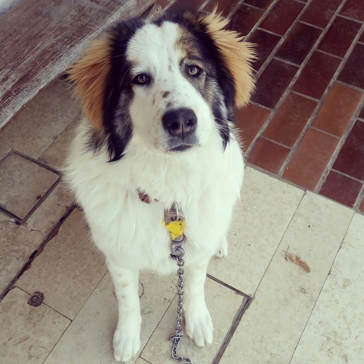 Be a person your dog thinks you are