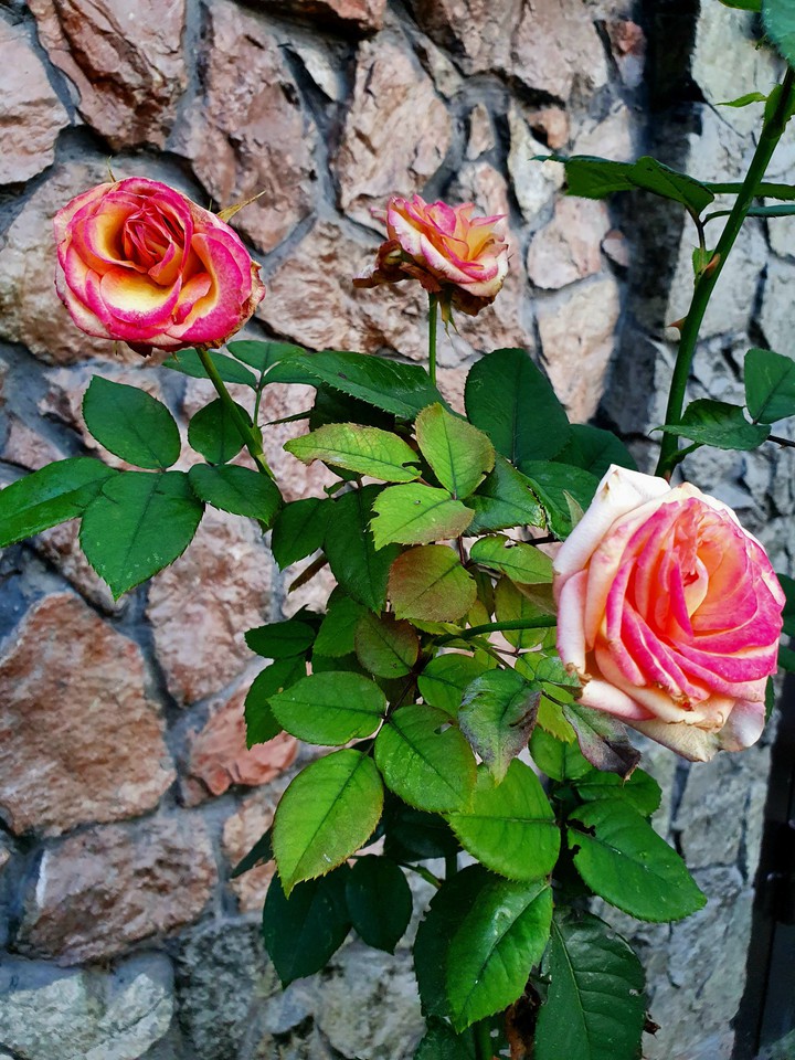roze