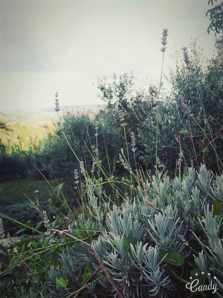 Lavanda
