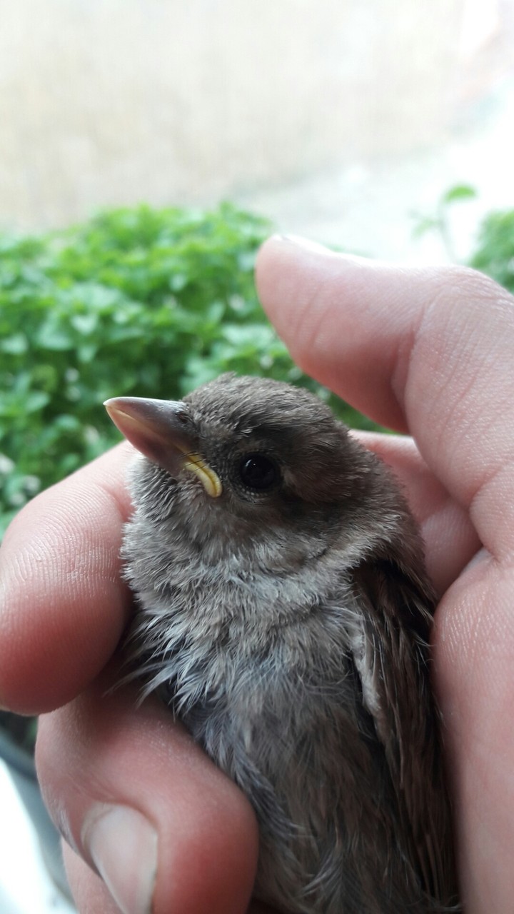 sparrow.