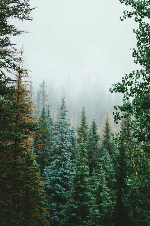 лес