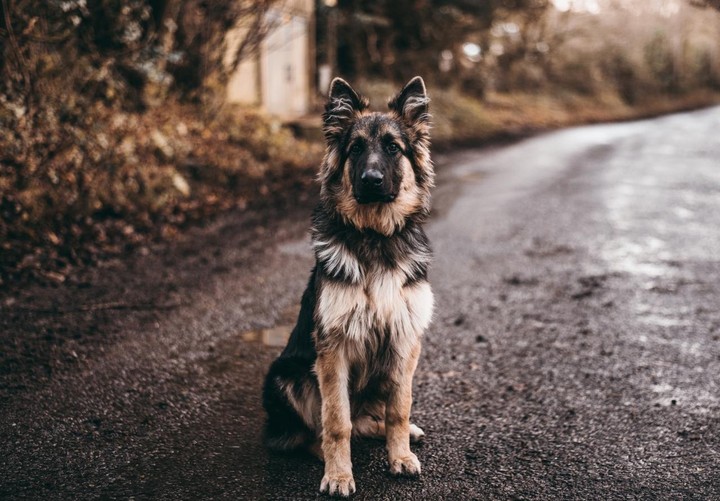 perro