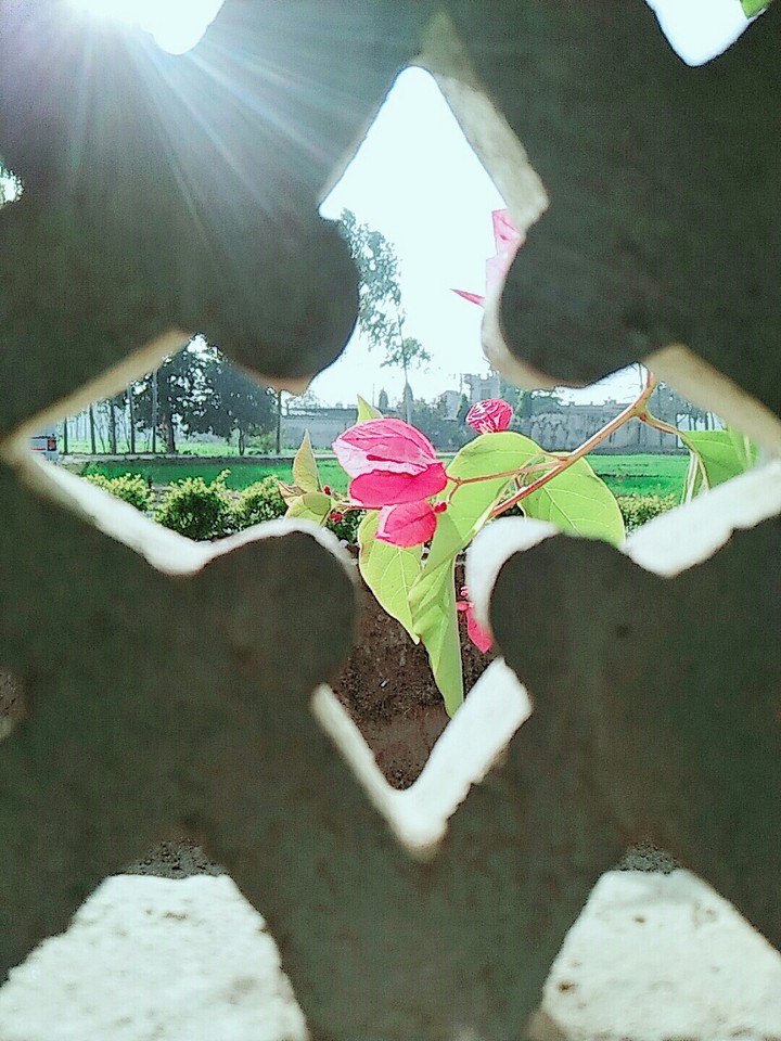 flower