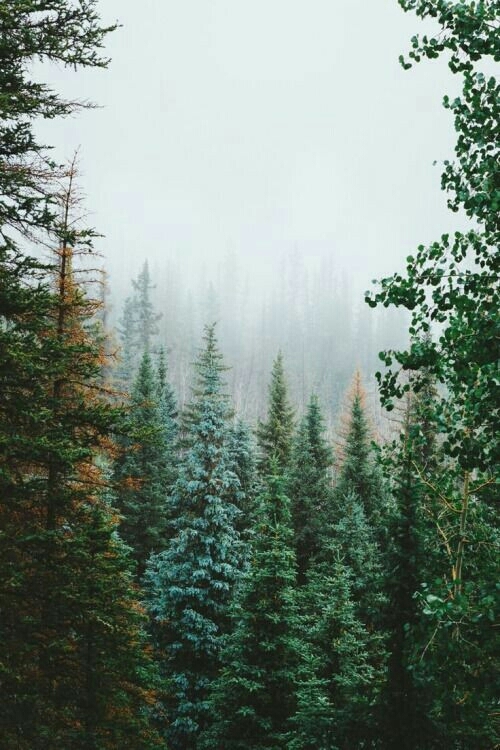 лес