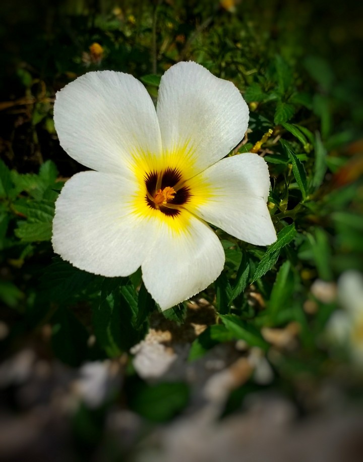 Flor branca
