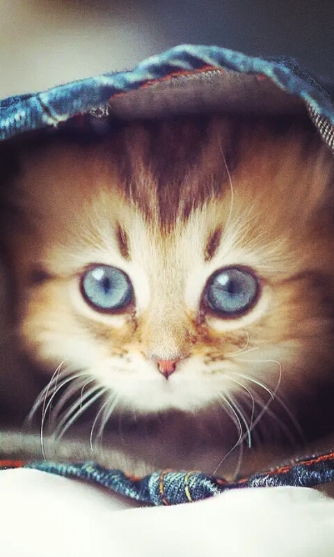 gato