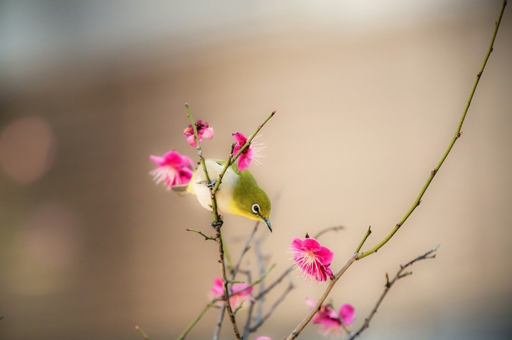 bird