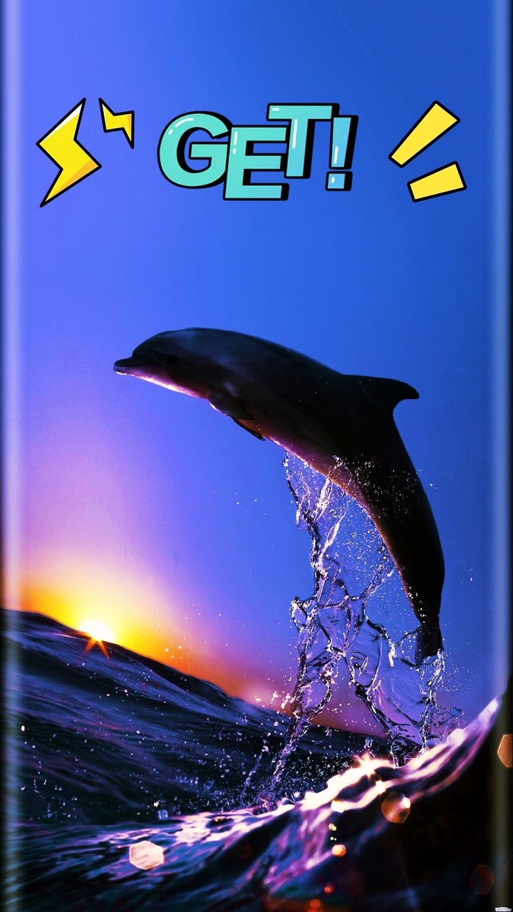 Friendly dolphin 