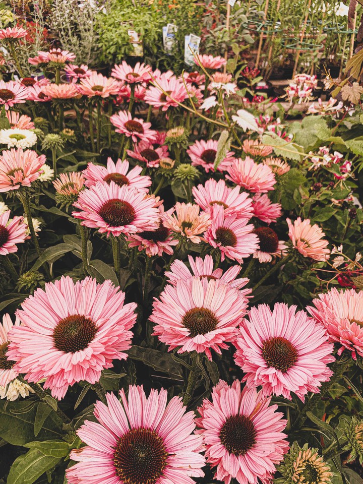 Fresh pink