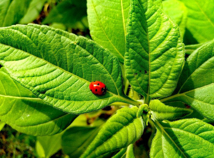 Ladybug