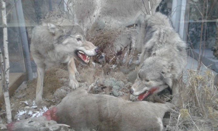 Wolf
