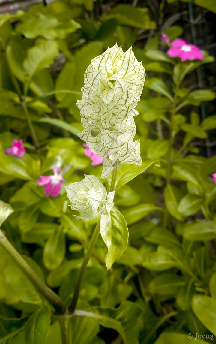 Ramo de Flor
