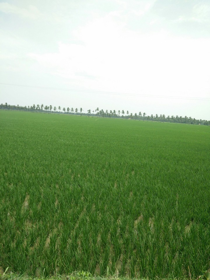nature