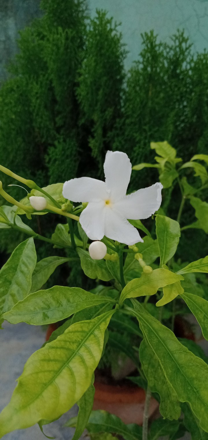 chameli