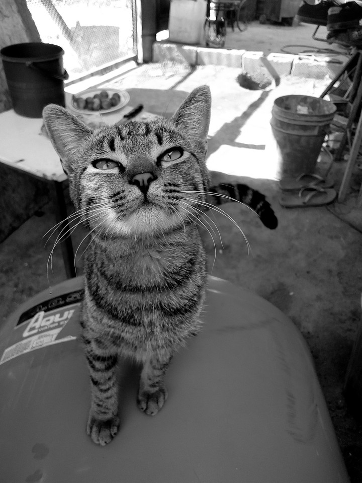 cat