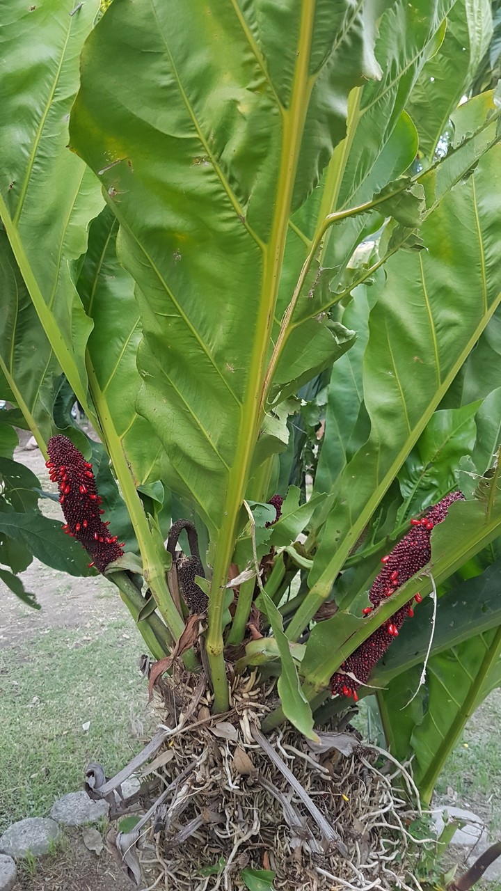 flor de hoja de piedra