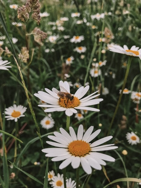Flower, Petal, Flowering_plant
