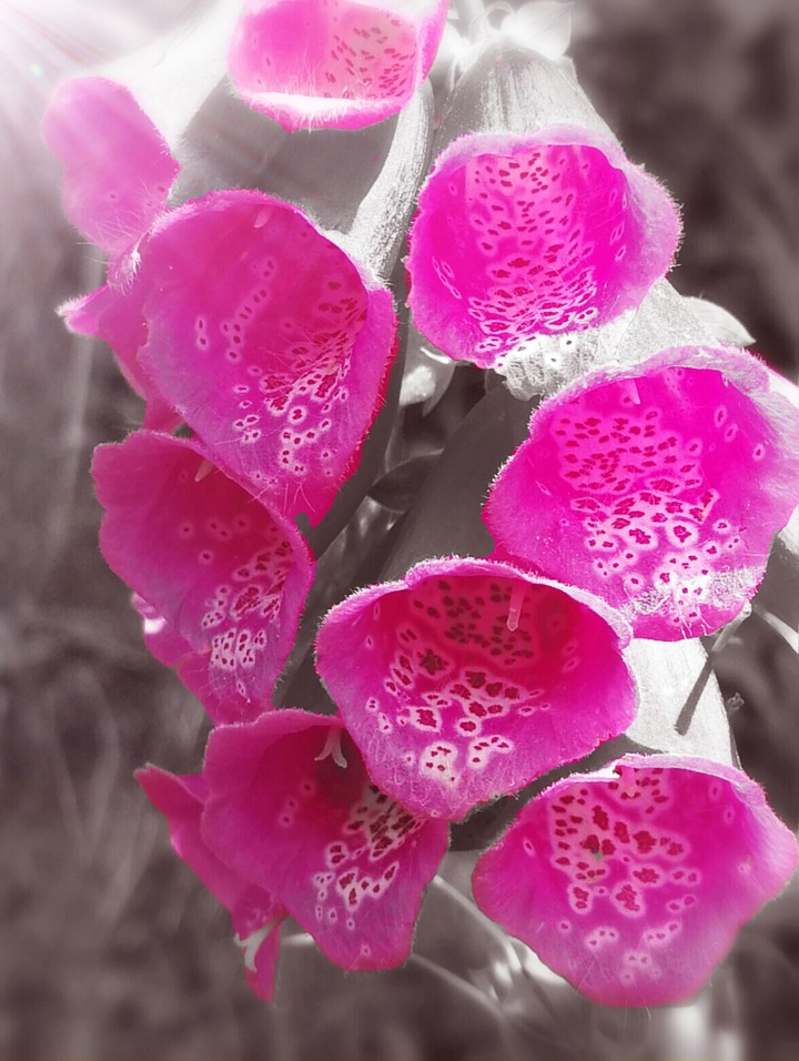 trompet bloem