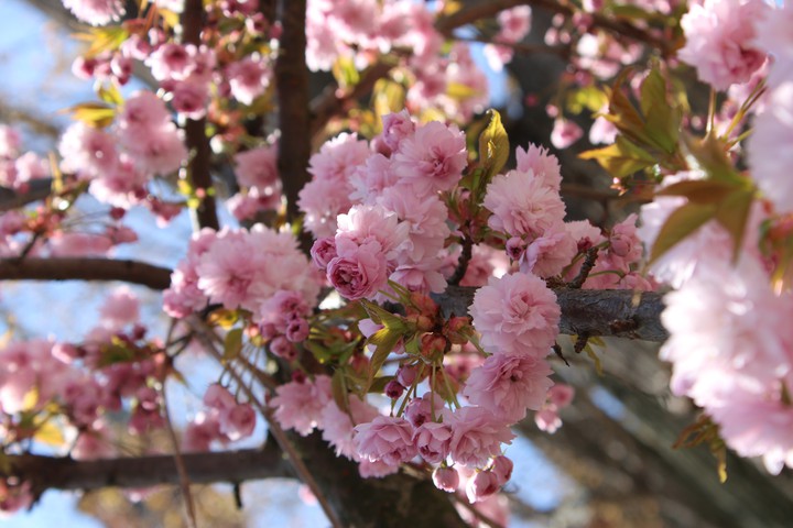 Spring