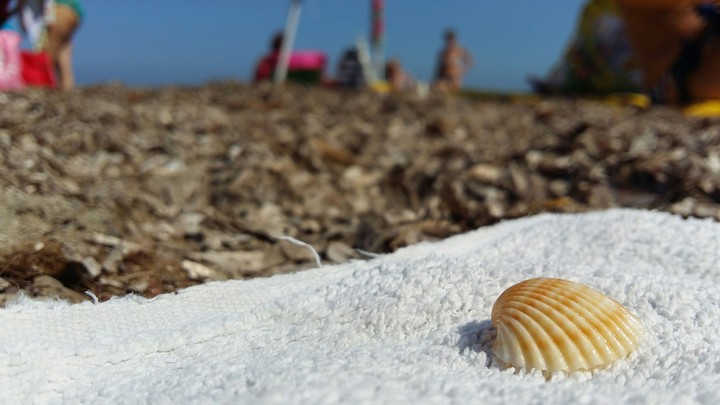 Little shell in Isola delle Femmine