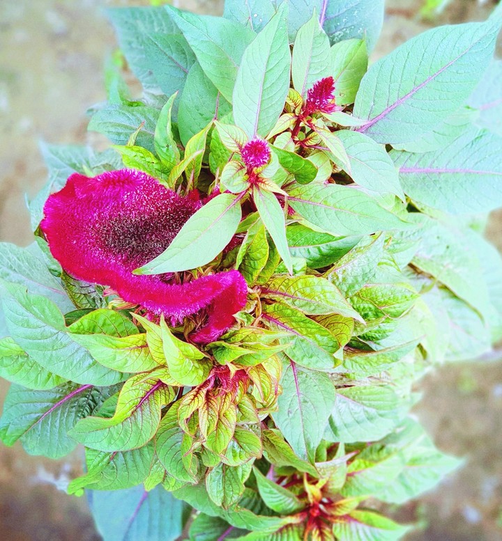 Velvet Flower