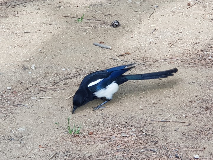 bird