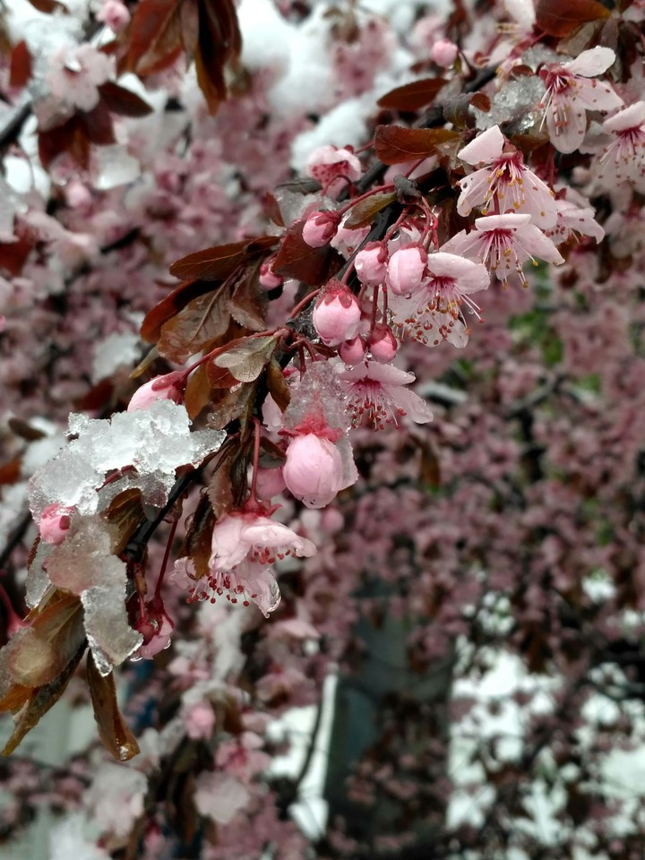 cherry of the snow