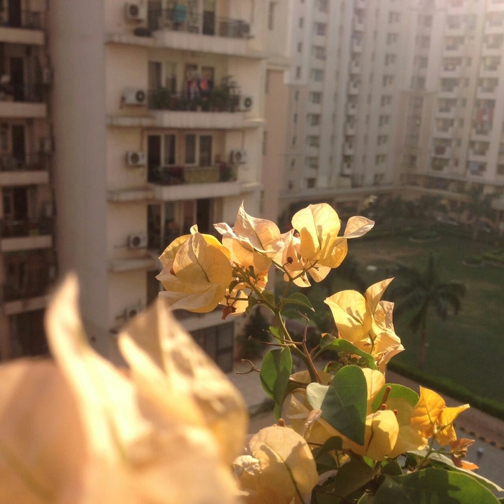 Pretty Flowers