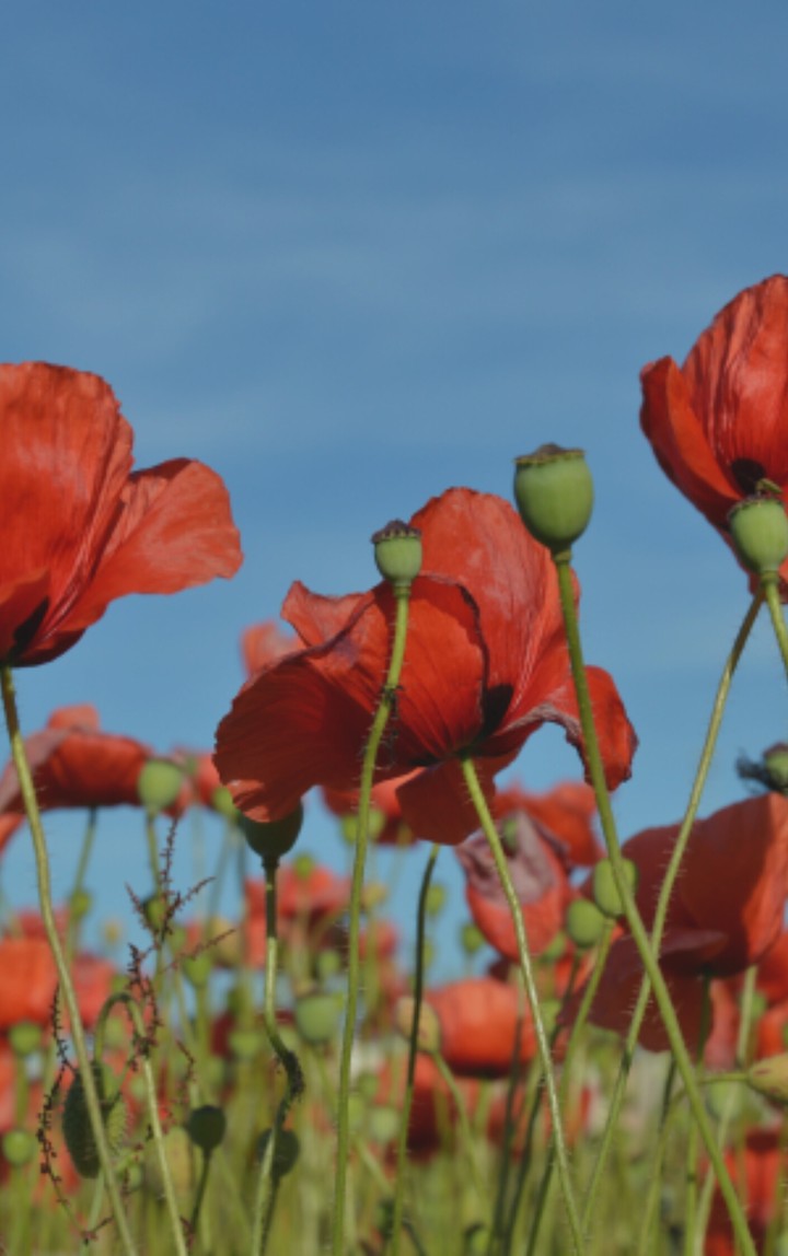 Flores