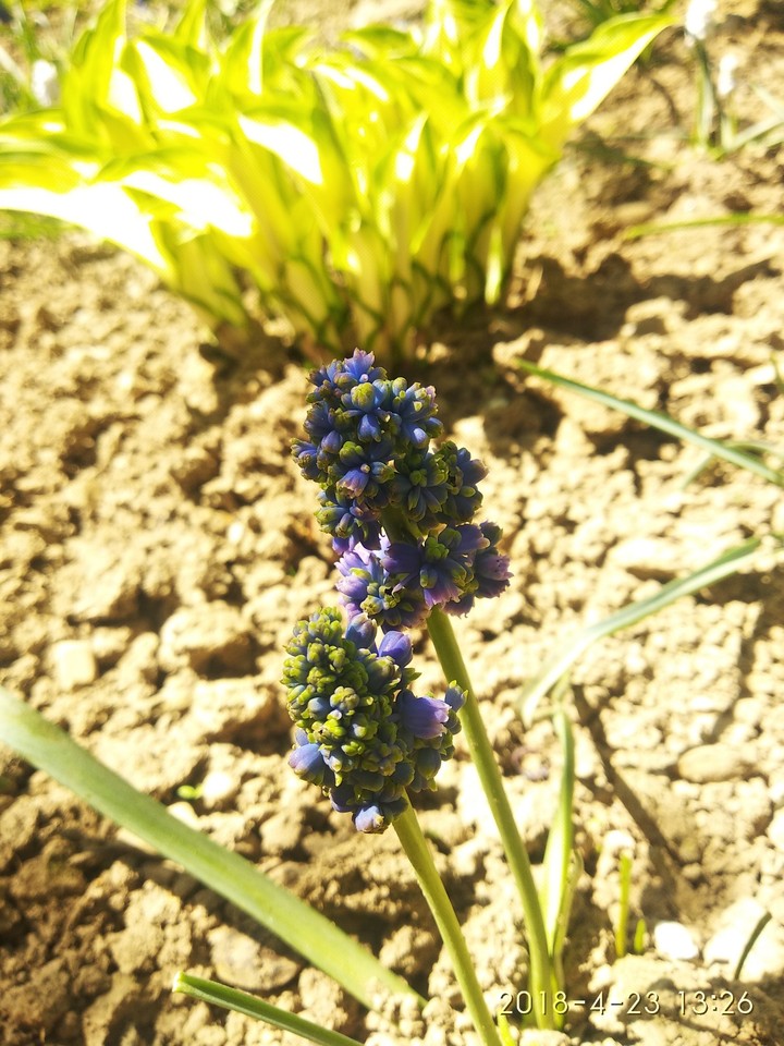 Flower###
