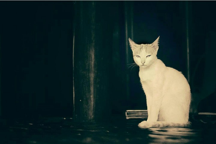 Territorial Cat