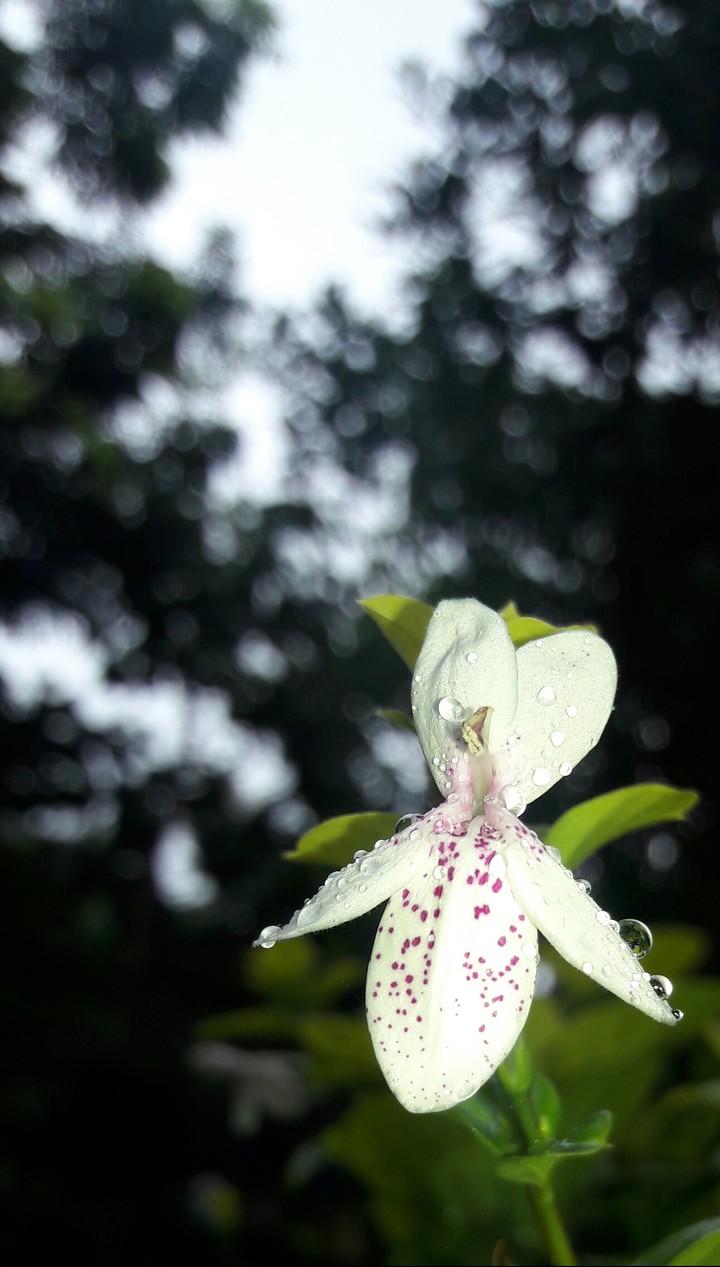 flower