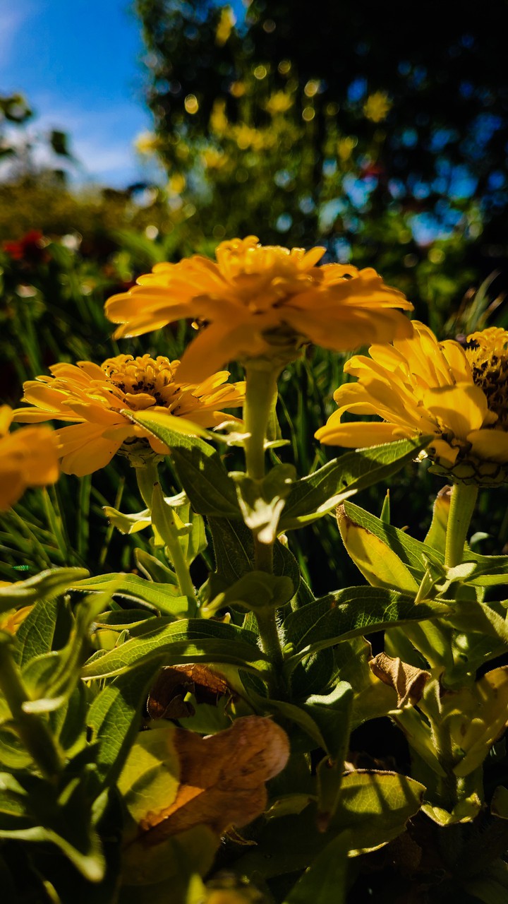 Flower