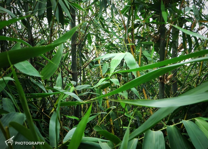 Bamboo 