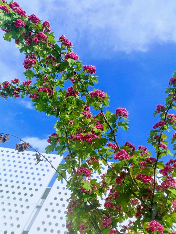 spring