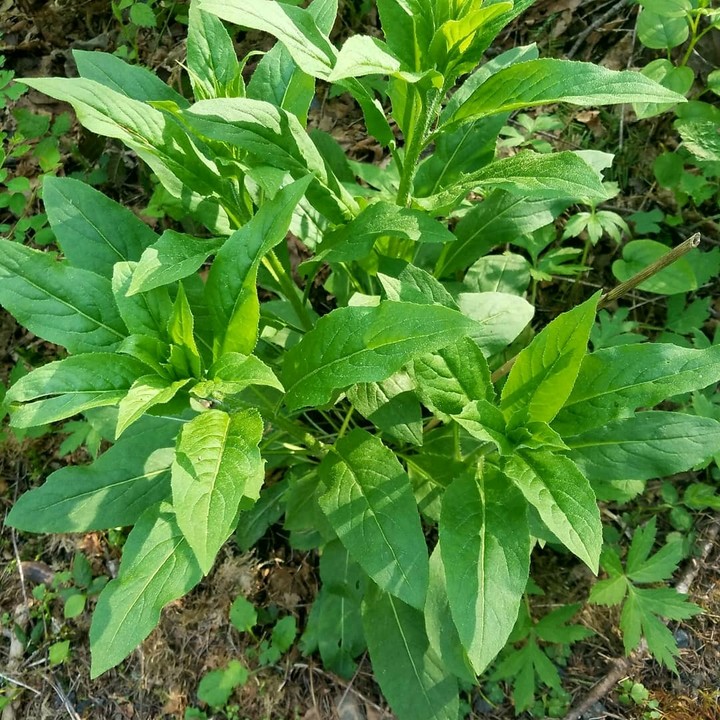 leaf