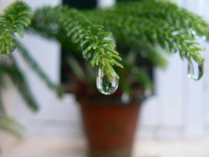 Dew Drop