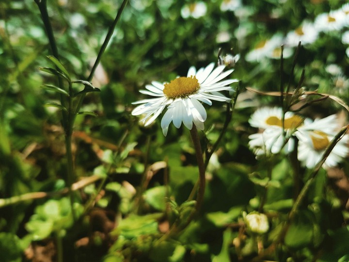 margherita