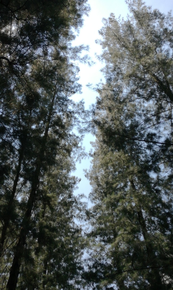 NATURE