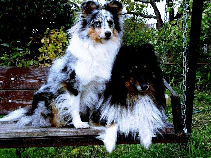 dogs