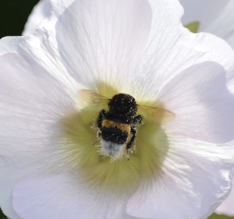 Bee