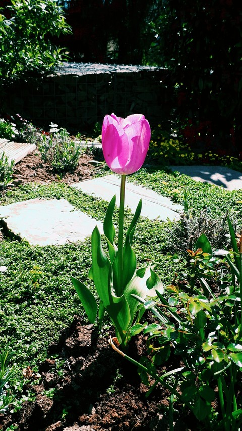 Tulpe