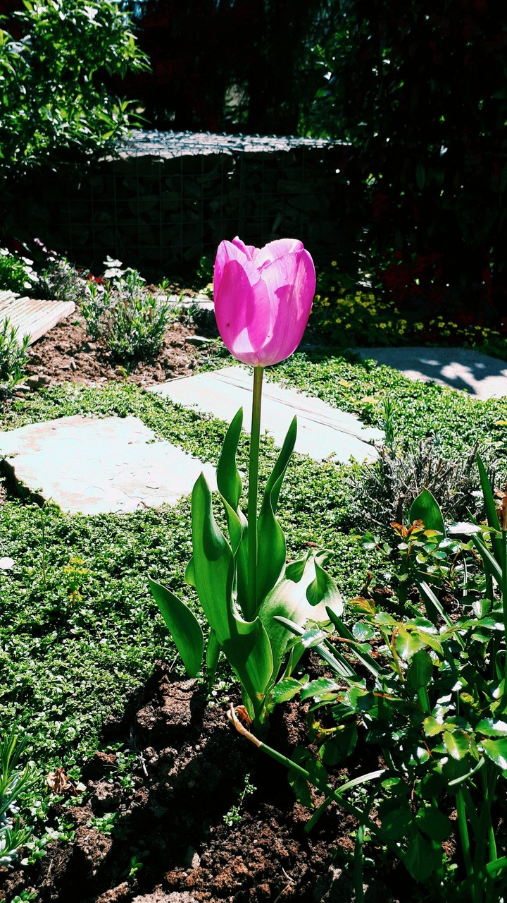 Tulpe