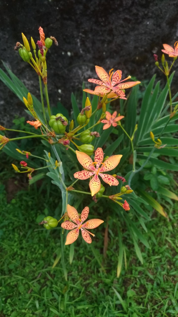 flores?