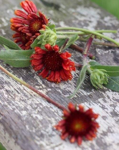 flor
