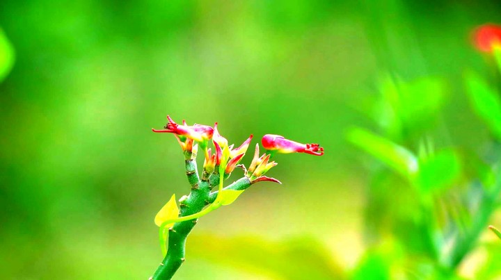 flower