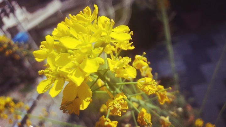 fresh yellow