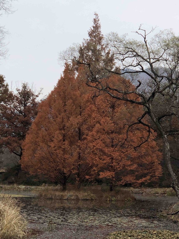 Autumn in Korea